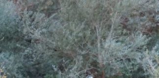 حادث سير مميت في قضاء بشري يودي بحياة شابين كانا قد فُقدا منذ نحو خمسة أيام