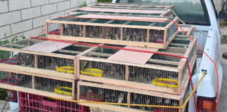 “الزراعة”: مصادرة طيور حسّون كانت معدّة للتهريب وإعادتها إلى بيئتها