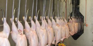 ختم مسلخَي دجاج غير شرعيين في الناعمة بالشمع الأحمر