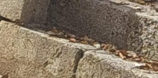 نفوق حيوانات برية في ضهر الصوان.. ونداء من رئيس البلدية الى الجهات المختصة