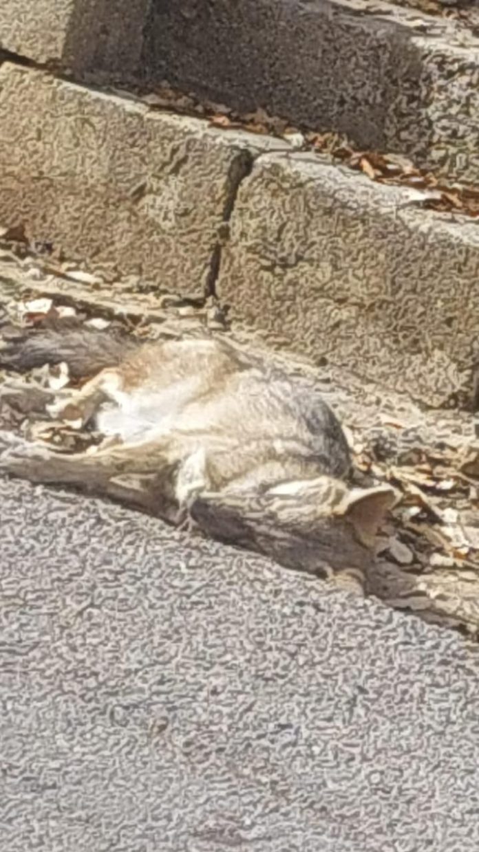 nfok-hyoanat-bry-fy-dhr-alsoan