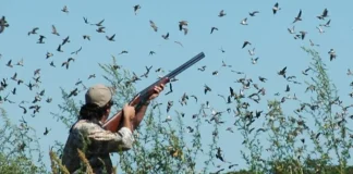 ضبط فان بأجهزة ليزر حارقة تُستخدم لصيد العصافير ليلاً في صيدا… وتوقيف السائق