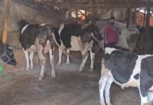 تقرير اليوم الثالث من حملة تحصين الأبقار ضد داء الحمى القلاعية