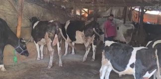 تقرير اليوم الثالث من حملة تحصين الأبقار ضد داء الحمى القلاعية