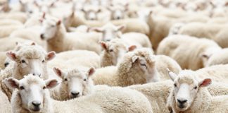 نقابات المزارعين: انتشار الحمّى القلاعية تحدّ يستدعي تعاونًا وطنيًا