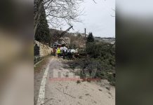 بالصّور: سقوط شجرة بسبب الرياح.. وقطع طريق