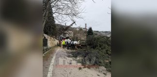 بالصّور: سقوط شجرة بسبب الرياح.. وقطع طريق