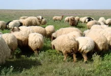 “ظاهرة نادرة”… ولادة عجل برأسين في عكار شمالي لبنان (صور)