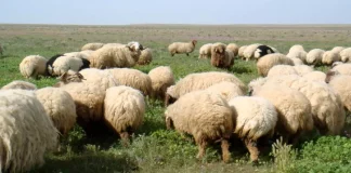 “ظاهرة نادرة”… ولادة عجل برأسين في عكار شمالي لبنان (صور)