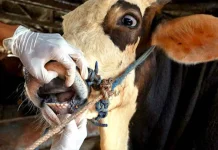 في لبنان.. أبقار مهربة مصابة بالحمّى القلاعية