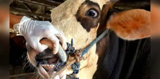 في لبنان.. أبقار مهربة مصابة بالحمّى القلاعية