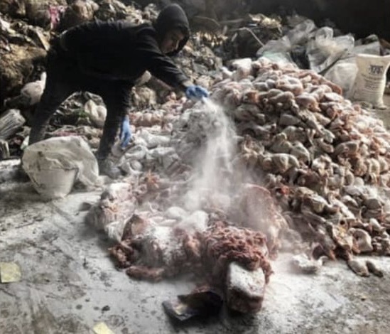 *إقفال محلّين غير مرخّصين لتقطيع الدجاج في سعدنايل وتلف نحو 3 أطنان لمخالفات صحية جسيمة*