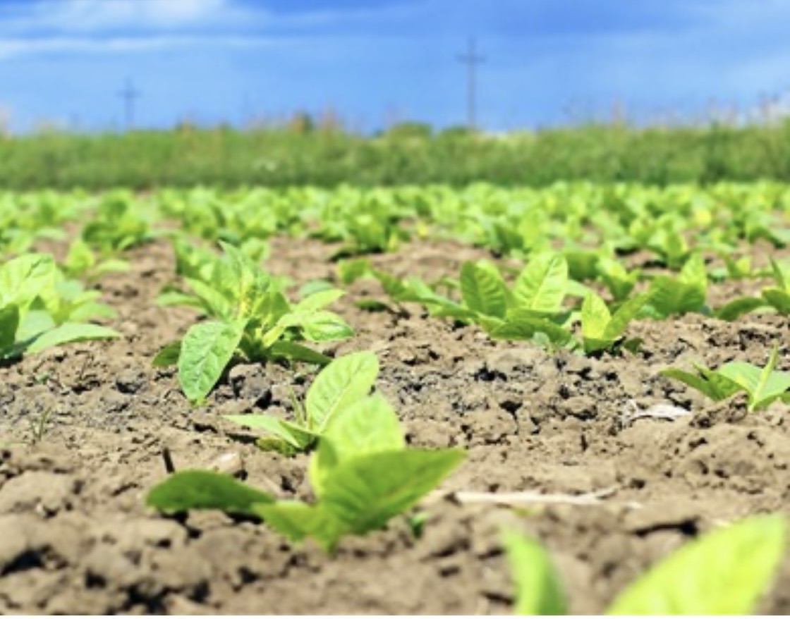 *الريجي تبدأ شراء محاصيل تبغ البقاع في بعلبك وتخصيص مركزين للعملية*