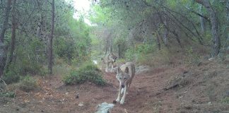 حدث بيئي نادر في عكّار: رصد ذئاب رمادية في وادي عودين