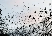 أسراب الغربان تغزو سماء تل أبيب… هل هي ظاهرة طبيعية أم نذير شؤم؟